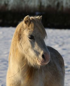 CQ2R7389WelshPonyInTheSnow,ButtsFarm,UK