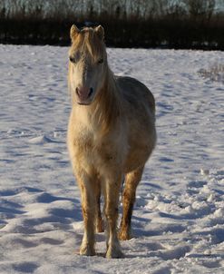 CQ2R7393WelshPonyInTheSnow,ButtsFarm,UK