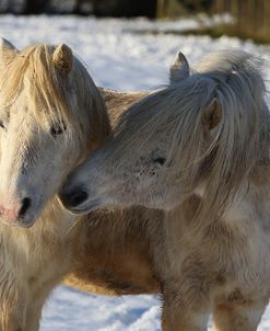 CQ2R7398WelshPoniesInTheSnow,ButtsFarm,UK