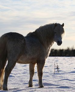 CQ2R7450WelshPonyInTheSnow,ButtsFarm,UK