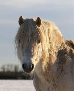 CQ2R7463WelshPonyInTheSnow,ButtsFarm,UK