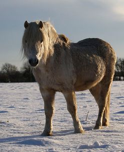 CQ2R7469WelshPonyInTheSnow,ButtsFarm,UK