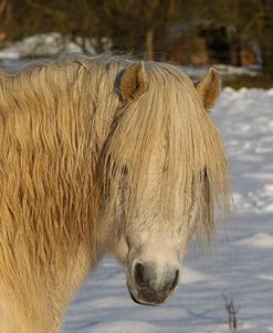 CQ2R7476WelshPonyInTheSnow,ButtsFarm,UK