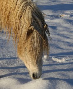 CQ2R7408WelshPonyInTheSnow,ButtsFarm,UK