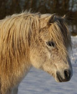 CQ2R7429WelshPonyInTheSnow,ButtsFarm,UK