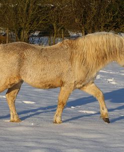 CQ2R7432WelshPonyInTheSnow,ButtsFarm,UK