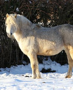 CQ2R7433WelshPonyInTheSnow,ButtsFarm,UK