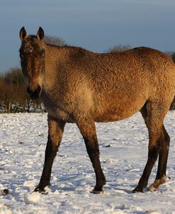 CQ2R7537BashkirCurlyInTheSnow,ButtsFarm,UK