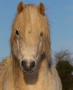 CQ2R7496WelshPonyInTheSnow,ButtsFarm,UK