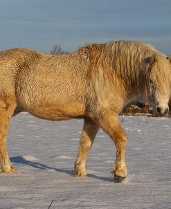 CQ2R7503WelshPonyInTheSnow,ButtsFarm,UK