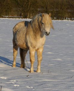 CQ2R7510WelshPonyInTheSnow,ButtsFarm,UK