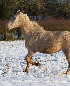 CQ2R7630BashkirCurlyInTheSnow,ButtsFarm,UK