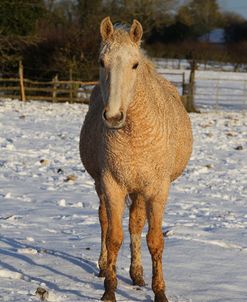 CQ2R7575BashkirCurlyInTheSnow,ButtsFarm,UK