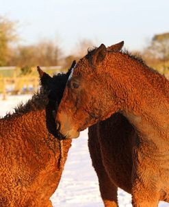 CQ2R7783BashkirCurlyYoungstersInTheSnow,ButtsFarm,UK