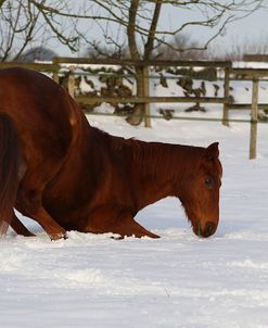 CQ2R8480ThoroughbredPoloPonyGettingDownToRollInTheSnow,Greystones,UK