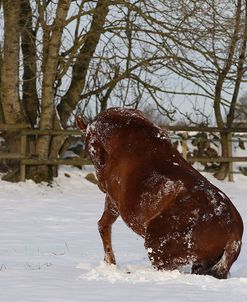 CQ2R8489ThoroughbredPoloPonyGettingUpFromRollingInTheSnow,Greystones,UK