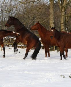 CQ2R8490ThoroughbredPoloPoniesInTheSnow,Greystones,UK