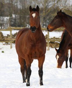 CQ2R8585ThoroughbredPoloPoniesInTheSnow,Greystones,UK