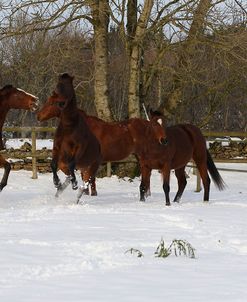 CQ2R8494ThoroughbredPoloPoniesInTheSnow,Greystones,UK