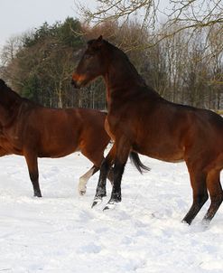 CQ2R8510ThoroughbredPoloPoniesInTheSnow,Greystones,UK