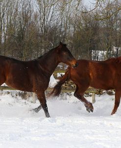 CQ2R8529ThoroughbredPoloPoniesInTheSnow,Greystones,UK