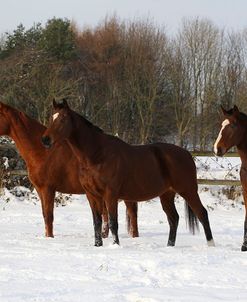 CQ2R8540ThoroughbredPoloPoniesInTheSnow,Greystones,UK