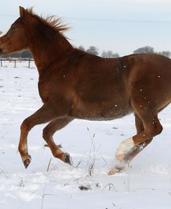 CQ2R8940ArabX InTheSnow,UK