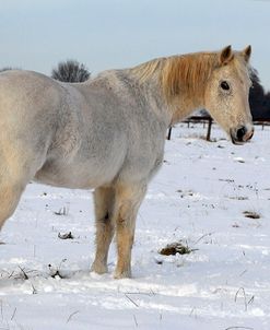 CQ2R8952WelshPonyInTheSnow,UK