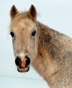 CQ2R8972WelshPonyInTheSnow,UK