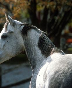 pic2490QuarterHorse-JoebysBreese-UphillFarm,VT