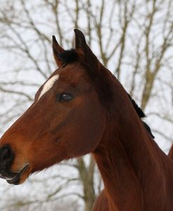 CQ2R8599ThoroughbredPoloPonyInTheSnow,Greystones,UK