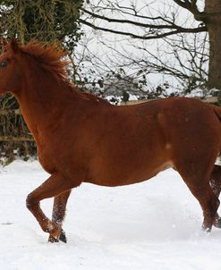 CQ2R8625ThoroughbredPoloPonyInTheSnow,Greystones,UK