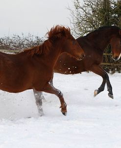 CQ2R8633ThoroughbredPoloPoniesInTheSnow,Greystones,UK