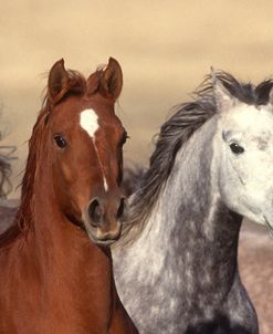 pic2498Arabs,CavuArabians,TX