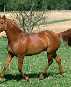 pic2499QuarterHorse-Bud-EvergreenStables,MD