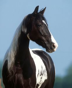 pic2500SpottedMountainHorse-ClassicShowGirl-ClassicFarm,KY