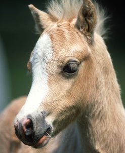 pic2491WelshFoal