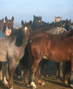 pic2510WildMustangs,BLMHoldingStation,Nevada,USA