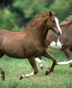 pic2501QuarterHorses,GFPerformanceHorses,TX