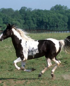 pic2503SpottedMountainHorse-ClassicShowGirl-ClassicFarm,KY