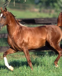 pic2516Arab-Showviwist-ParagonArabians,CA