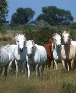 pic2512Camargue