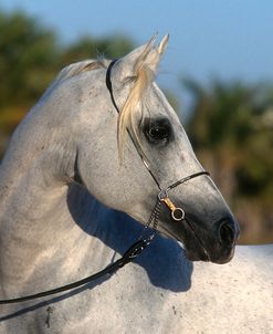 pic2514ArabStallion-Pakistan-TheRoyalStables,AbuDhabi