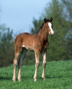 pic2518WarmbloodFoal,BroadstoneStud,UK