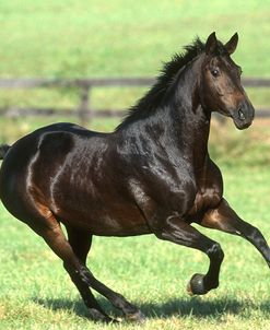 pic2542Trakehner-Isolde-TewkesburyManor,MD