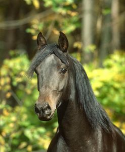 pic2535Morgan-Bailey-WindrushStables,VT