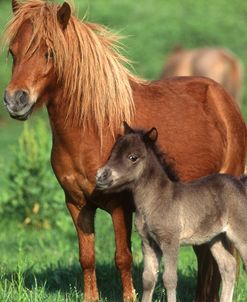 pic2537MiniatureMare&Foal,BrewersFarm,TX