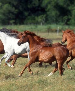 pic2550Arabs,CavuArabians,TX