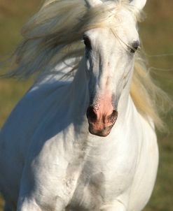 pic2547AndalucianStallion-Eritano-MedievalTimes,TX