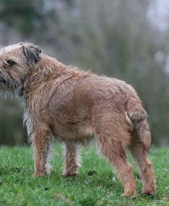 AY3V2212 Terrier – Border